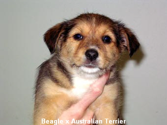 Beagle x Australian Terrier