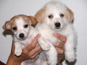 JRT x Maltese Terriers