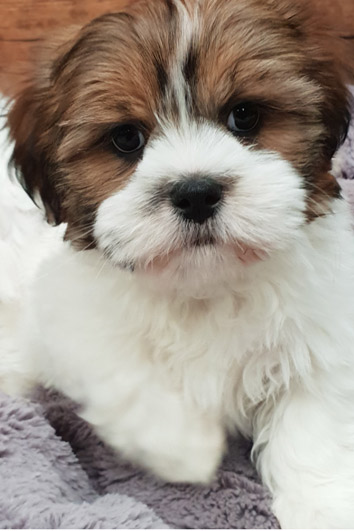 cheap shih tzu puppies for sale