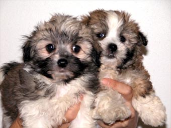 maltese silky terrier puppies for sale