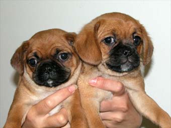 Pugalier Puppy