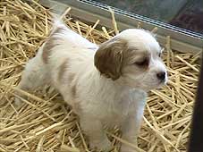 Maltese X Cavalier