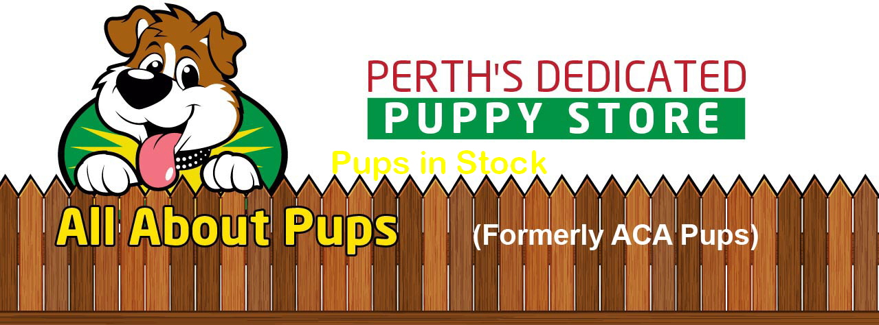 Pups in Stock